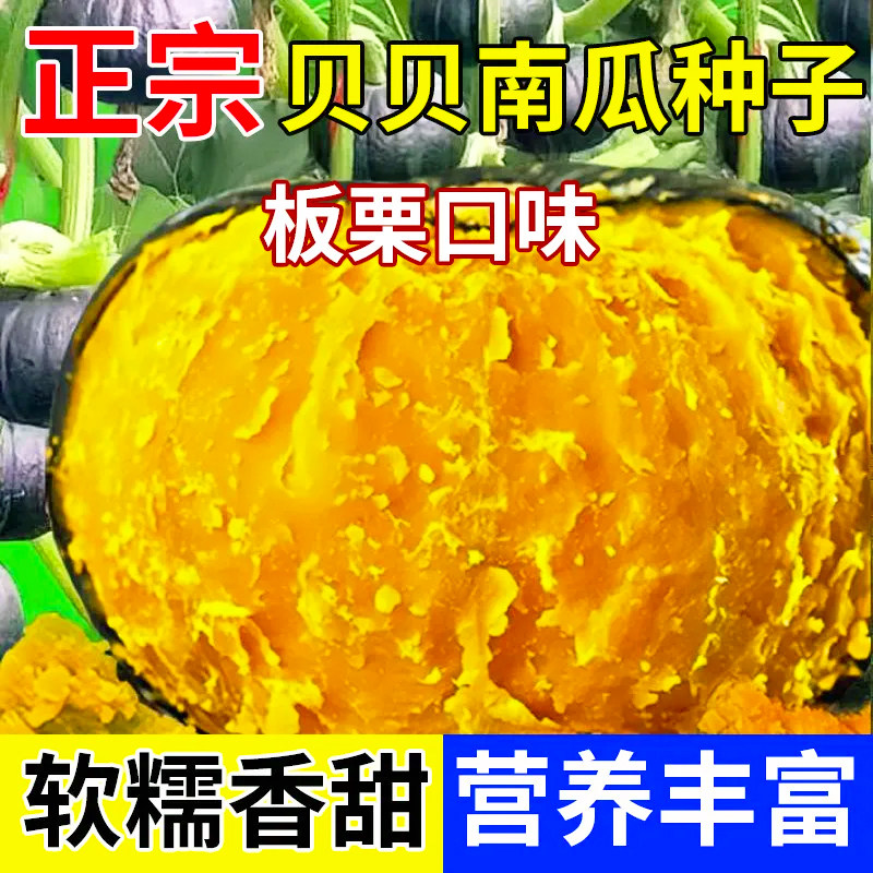 绿贝贝南瓜种子板栗南瓜原味优质贝贝瓜甜面南瓜果蔬新疆板栗南瓜