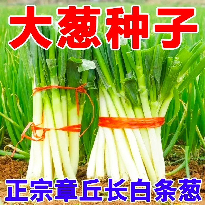 章丘长白大葱种子高产冬季耐寒大葱籽山东蔬菜种子春秋播种葱子籽