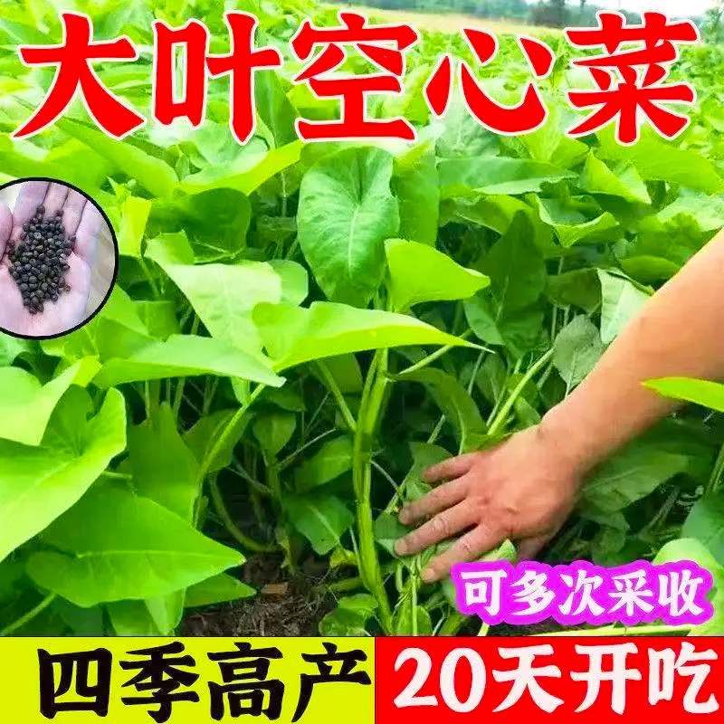 大叶空心菜种子圆叶空心菜长藤藤藤菜四季春夏季阳台盆栽蔬菜种子