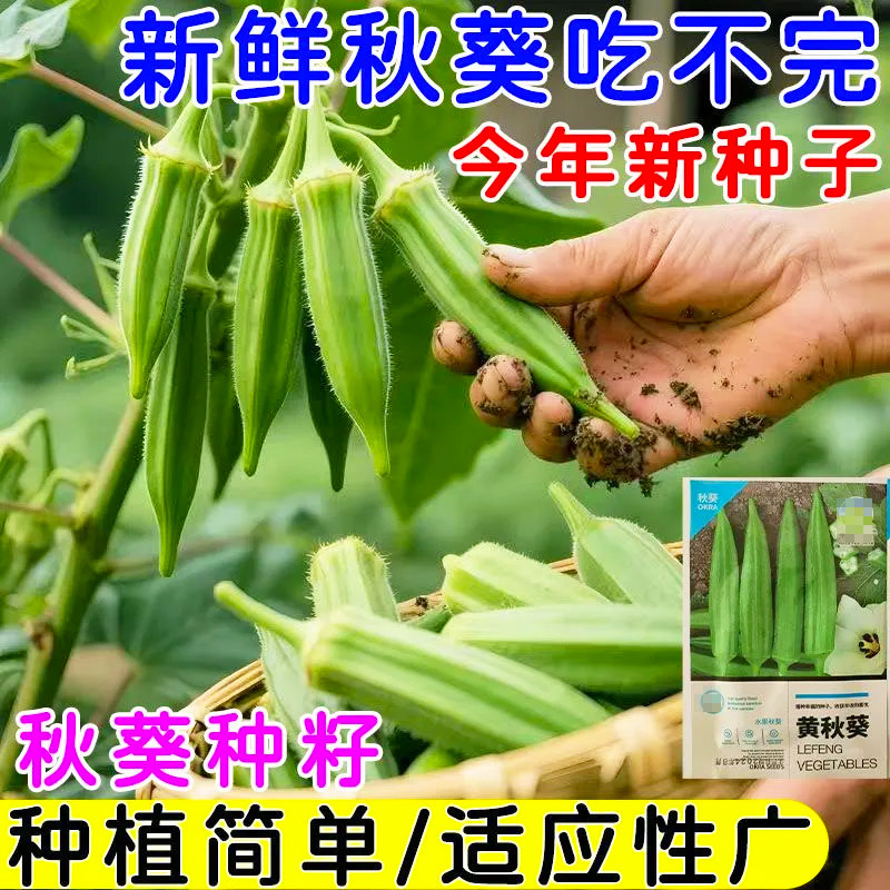 高产秋葵籽四季高产黄秋葵籽耐寒耐高温农家阳台庭院大田蔬菜种子