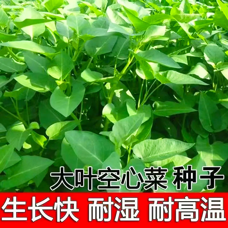 大叶空心菜种子四季菜苗菜籽蔬菜大叶空心菜种籽种孑农家盆栽庭院