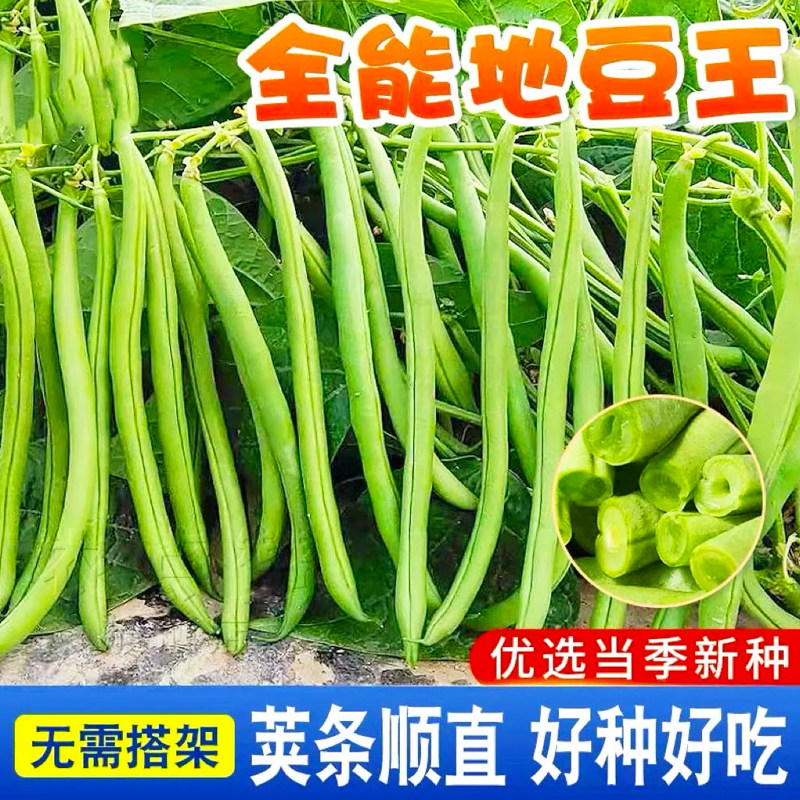 双花双荚红花有架四季豆种子早熟45天耐热耐寒软糯无筋无丝肉豆角