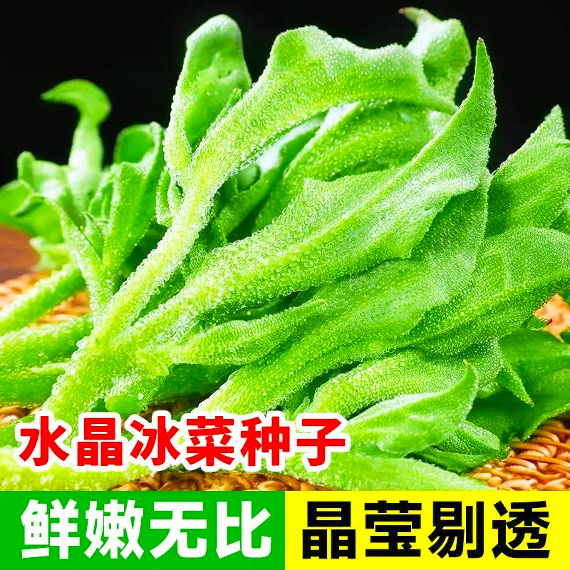 四季水晶冰菜种子冰菜籽种孑盆栽苗冰草菜籽种阳台稀有蔬菜野菜种