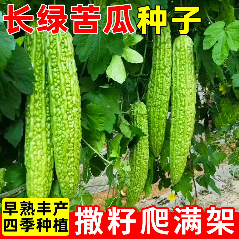 长绿苦瓜种子四季高产阳台庭院阳台盆栽蔬果加粗常绿苦瓜种子大全