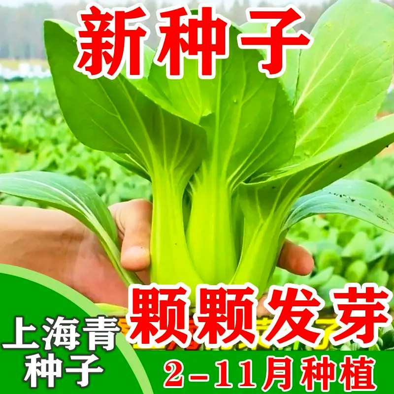四季上海青种子四季种植春季秋季高产油菜白菜种子蔬菜种子原厂装