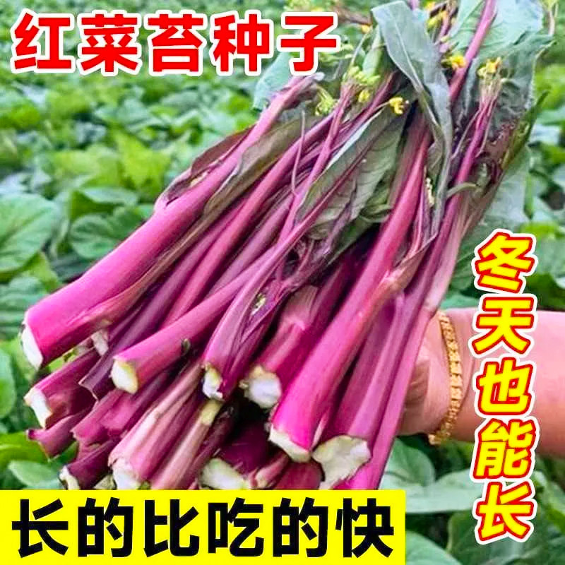 红菜苔种子红菜心正宗洪山菜苔种籽耐寒抗冻阳台盆栽过冬蔬菜种子