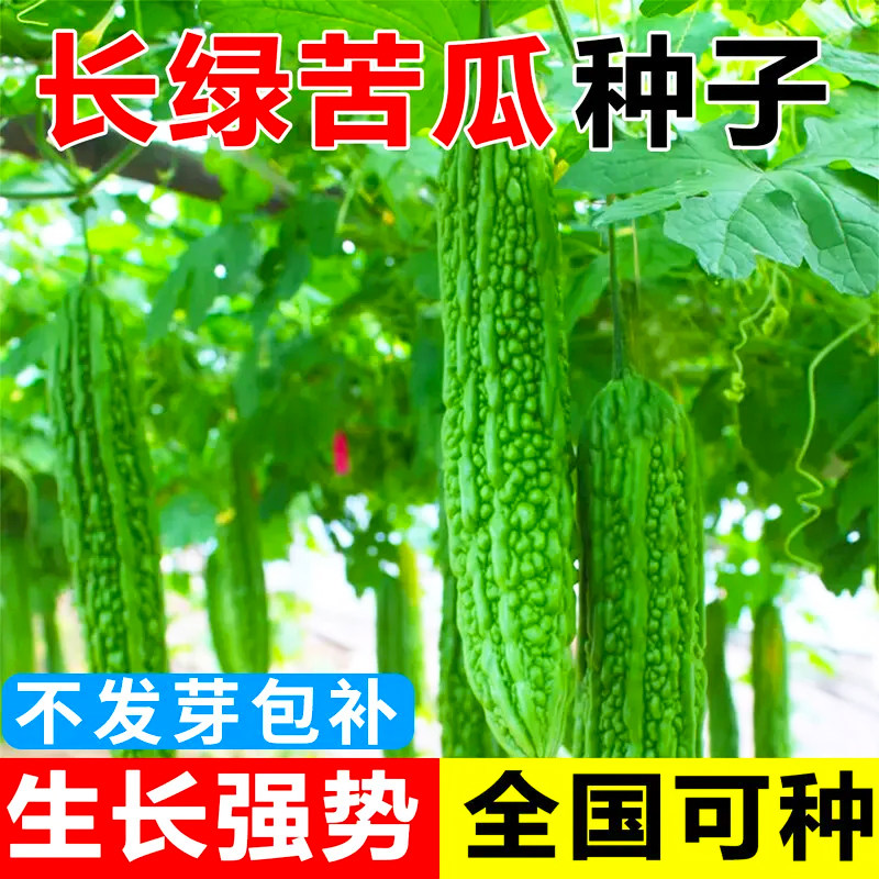 苦瓜种子长款长绿苦瓜种子四季抗病耐寒特大苦瓜种籽蔬菜种子大全
