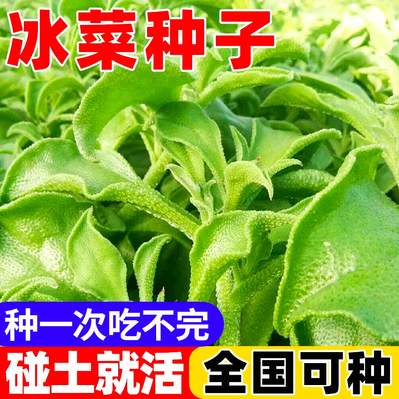 正宗四季水晶冰菜种子冰菜阳台田园稀有蔬菜野菜盆栽冰菜蔬菜种子
