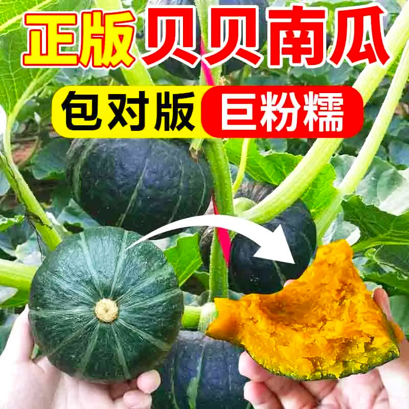 高产绿贝贝南瓜种子日本板栗小南瓜新品种甜面香糯春秋播蔬菜种子