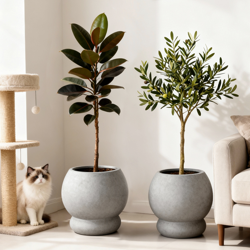 龟背竹天堂鸟琴叶榕水泥花盆透气