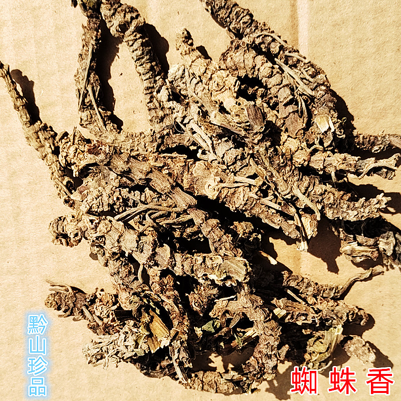 蜘蛛香老虎七中药材马蹄香贵州