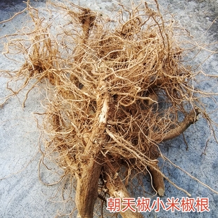 贵州小米椒根中药材朝天椒辣椒根番椒泡椒根新鲜现挖炖汤指天椒根
