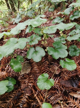 贵州大叶寒莓寒刺莓中药材寒刺泡山火莓倒地冬菠新鲜现挖踏地杨梅