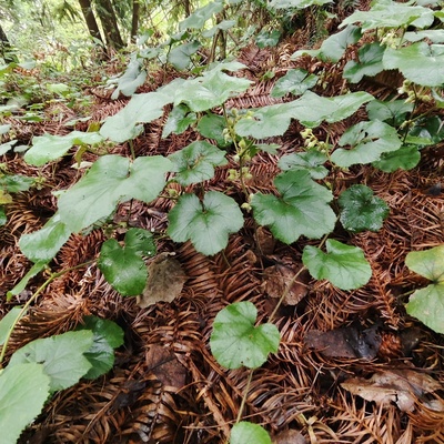 寒莓大叶漂寒刺莓肺形草踏地杨梅