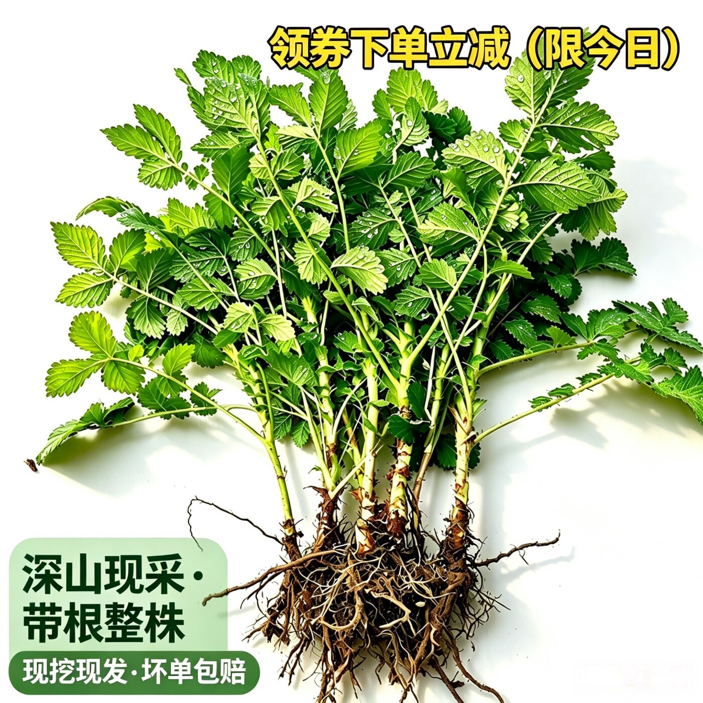 贵州现挖仙鹤草带根新鲜中药材