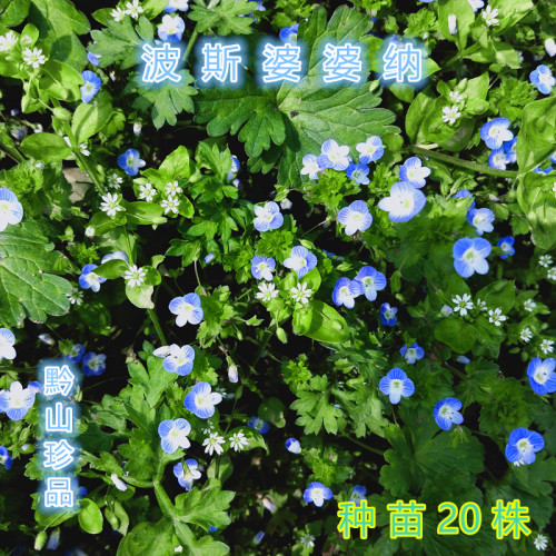 波斯婆婆纳阿拉伯婆婆纳庭院阳台