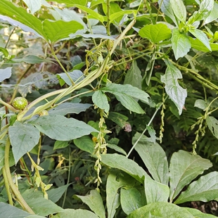 贵州五叶薯蓣 中药材五叶黄独血参现采藤叶块茎 栽种毛狗苕五叶薯