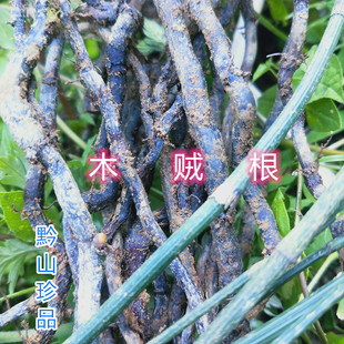 贵州节节草 中草药材土麻黄锁眉草笔杆草 千峰草新鲜土采挖木贼根
