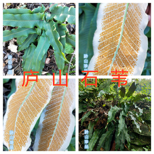 贵州石韦庐山石苇全草现挖现发