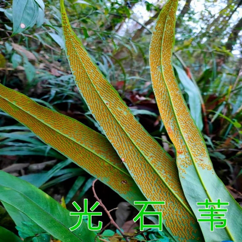 光石韦一包针中药材大石韦贵州