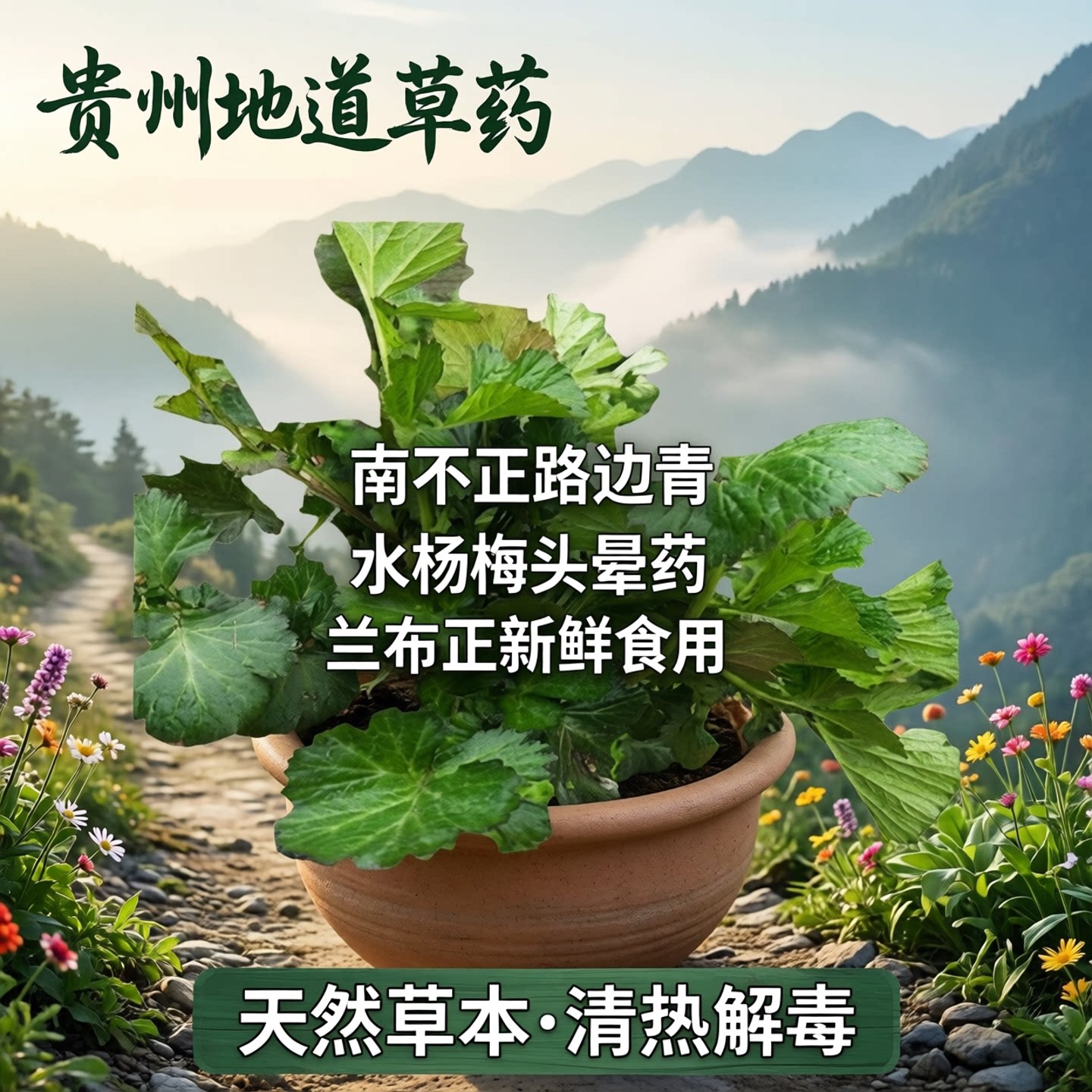 贵州草药蓝布正 中药材南不正路边青水杨梅头晕药 兰布正新鲜食用