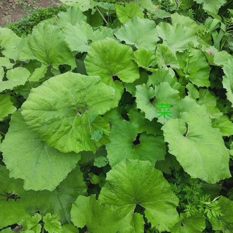 野菜蜂斗菜南瓜三七水钟流头根茎叶柄花苞庭院阳台栽种植物蜂斗叶