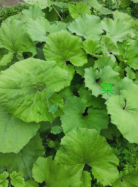 野菜蜂斗菜南瓜三七水钟流头根茎叶柄花苞庭院阳台栽种植物蜂斗叶