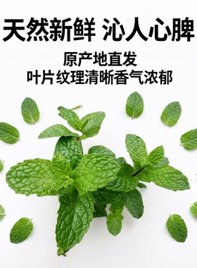 唇形科可食用蔬菜留兰香鱼香草
