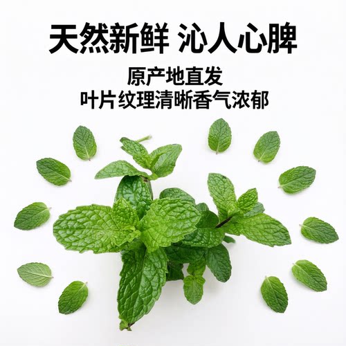 唇形科可食用蔬菜留兰香鱼香草