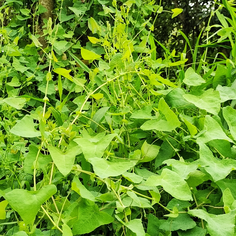 贵州新鲜杠板归中草药材老虎脷河白草蛇倒退蛇不过宝宝洗澡酸汤菜