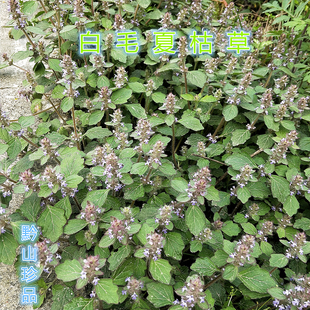 贵州草药白毛夏枯草 中药材白头翁散血草 白毛串新鲜现采青鱼胆草