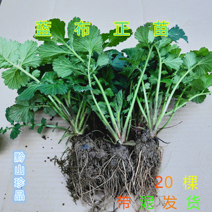 贵州草药南不正路边青水杨梅兰布正追风七蓝布正现挖带泥保湿发货