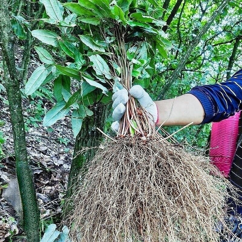 草药淫羊藿三枝九叶草仙灵牌贵州