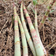 新鲜酸筒杆酸桶笋花斑竹大虫杖班龙紫虎杖嫩杆酸杆庭院栽种酸汤杆