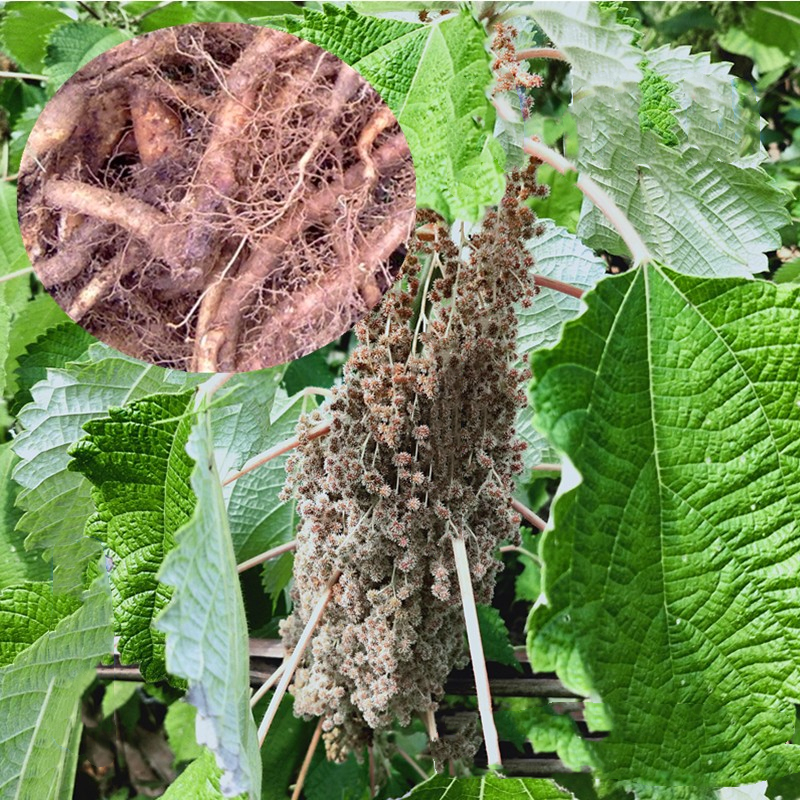 贵州新鲜苎麻根中药材山麻根孕妇止血安胎野麻根苎麻头现挖白麻根