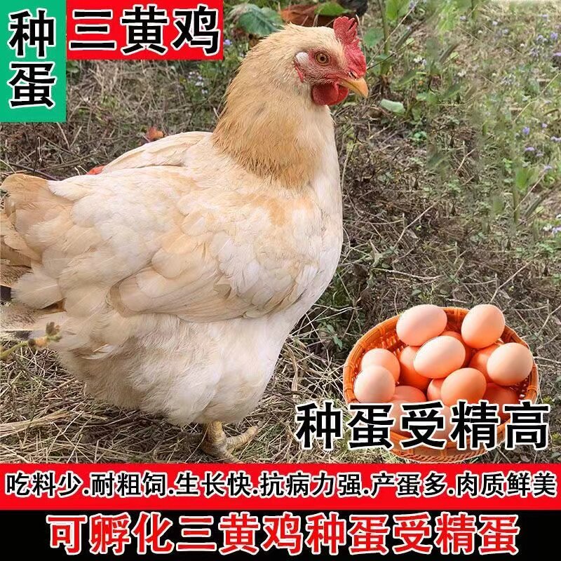 三黄鸡种蛋受精蛋可孵化小鸡受精卵土鸡种蛋怀乡三黄脚鸡高受精
