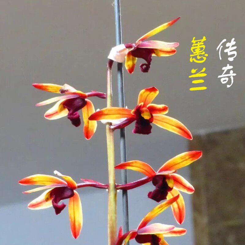 蕙兰传奇兰花苗 红素老种高档名品名贵兰草浓香型花卉国兰盆栽