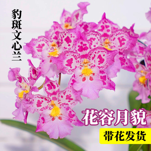豹斑宝石文心兰带花苞好养易活