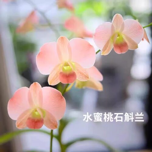 澳洲香水石斛兰懒人水蜜桃泼墨浓香室内阳台绿植花卉盆栽冬带花苞
