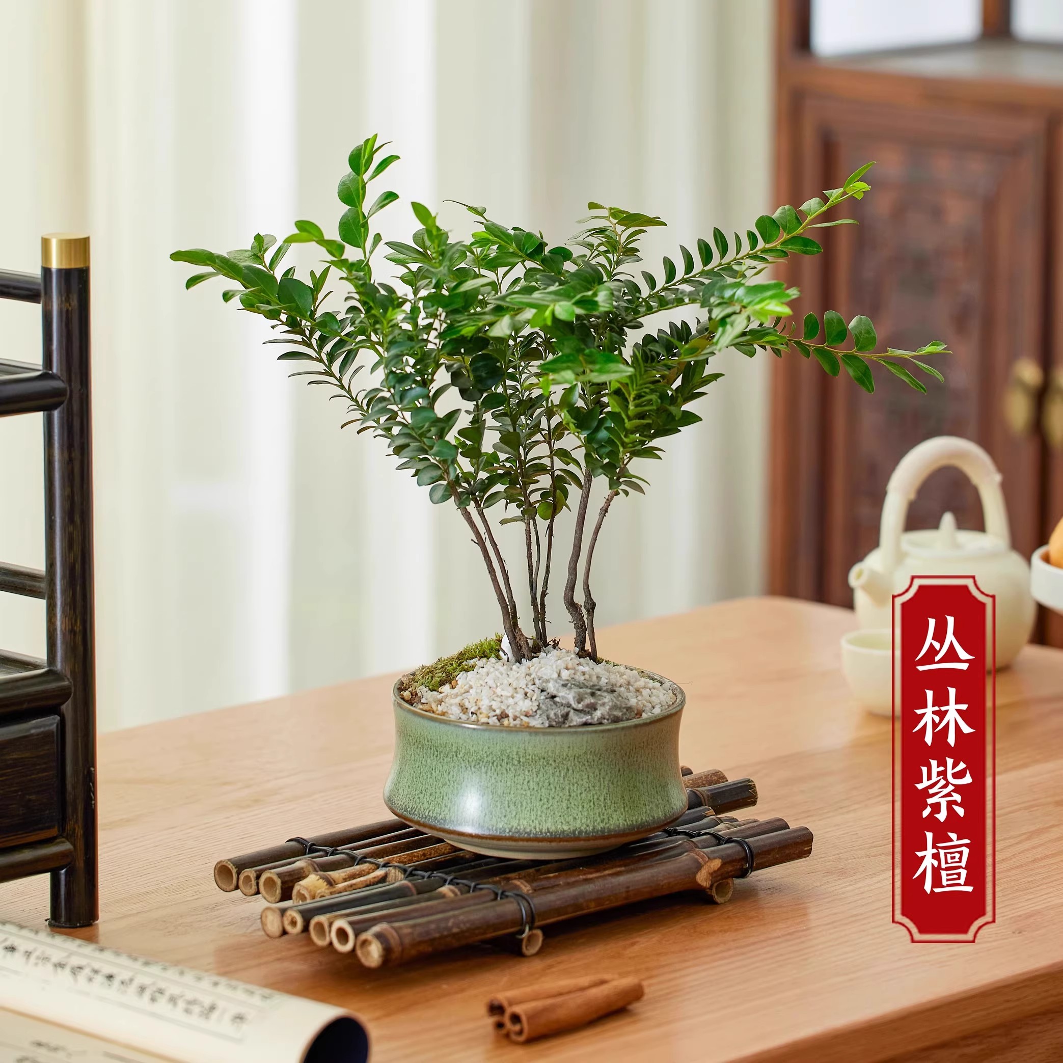 丛林紫檀盆景小叶植物禅意室内办公桌中式山水盆栽摆件四季常青q