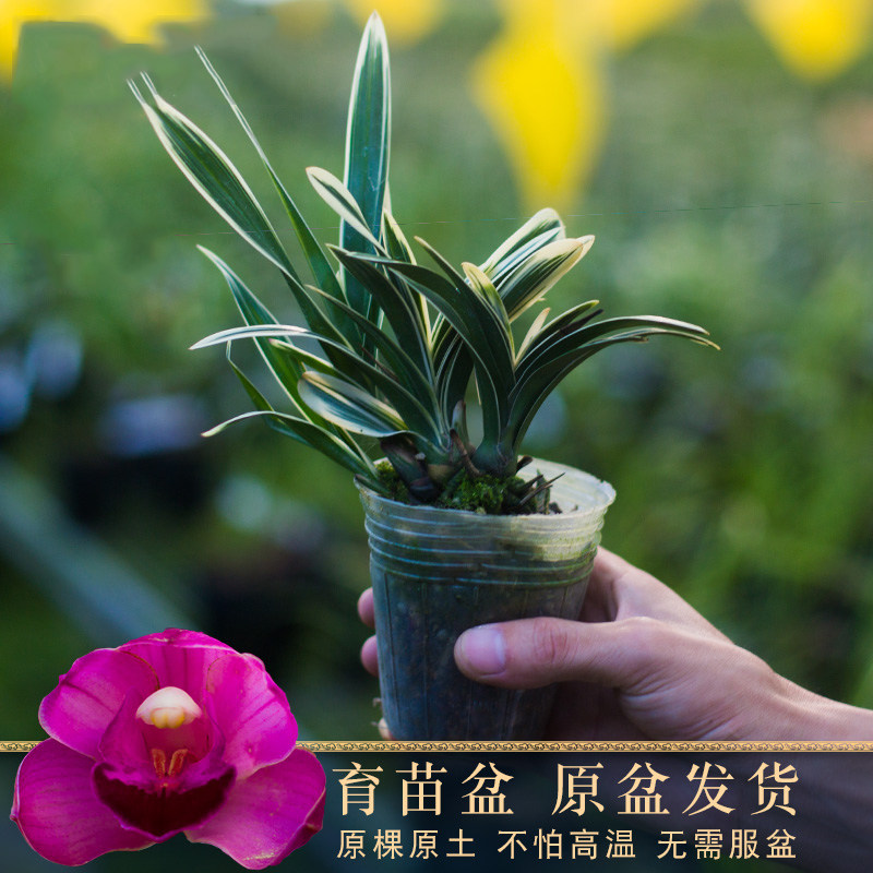 兰花矮种盆栽植物名贵品种兰草花花卉神童冠金边兰花苗带花苞盆景