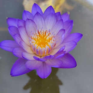 岩山日出，岩山千瓣，玫瑰海葵，潘燮，拉萨米热带睡莲开花苗