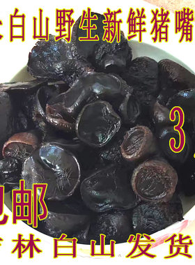 长白山野生猪嘴蘑东北新鲜猪嘴蘑猪拱蘑凉拌菜包邮长白山猪嘴蘑