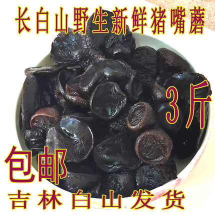 长白山野生猪嘴蘑东北新鲜猪嘴蘑猪拱蘑凉拌菜包邮长白山猪嘴蘑