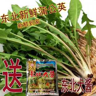 东北新鲜蒲公英长白山新鲜婆婆丁现挖新鲜山菜蘸酱菜菜蒲公英包邮