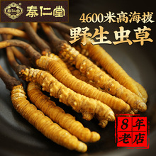 买10送1 玉树3根/克冬虫夏草正品野生虫草干货西藏那曲无断草礼盒