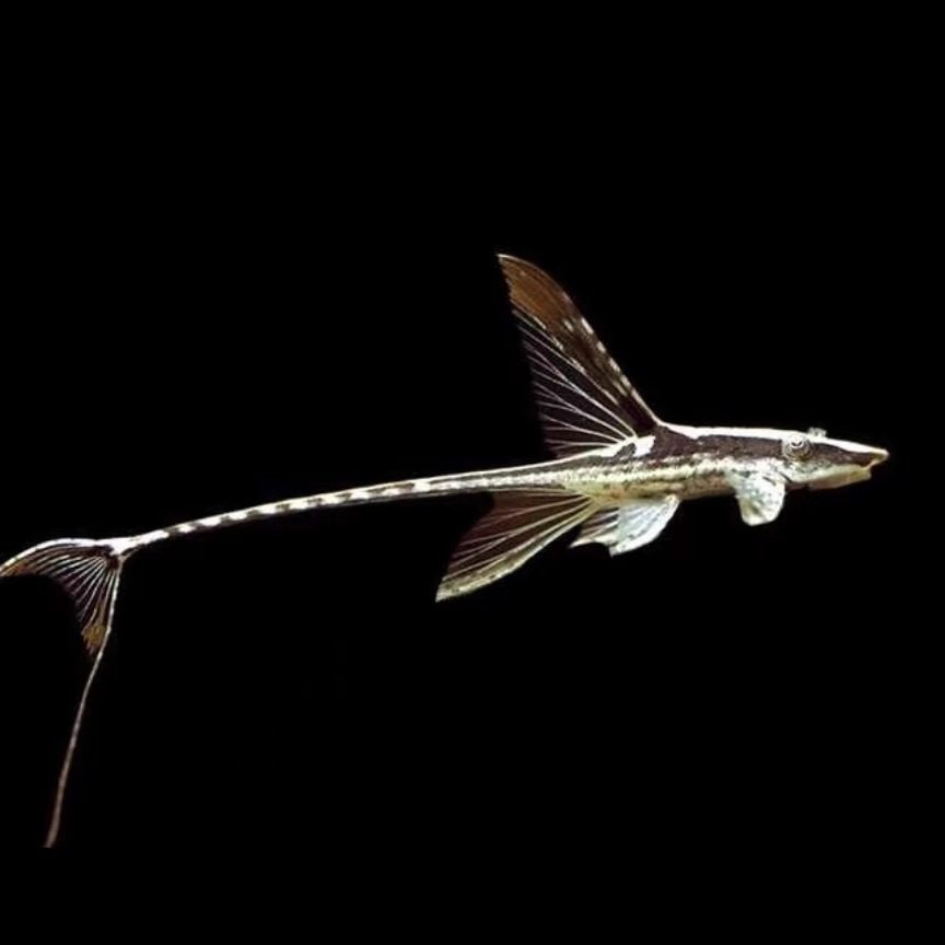 清道夫淡水皇冠直升机鱼清缸除藻热带低栖鱼小型观赏鱼异型鱼淡水,宠物/宠物食品及用品,鱼,淘宝优惠券,粉丝福利购,淘宝优惠卷