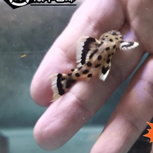 清道夫264老鼠斑异型鱼清缸除藻小型热带鱼观赏鱼淡水