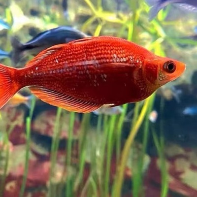 红苹果美人红尾美人热带淡水鱼