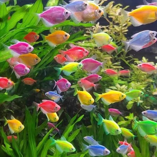 天使鱼热带观赏鱼草缸群游鱼